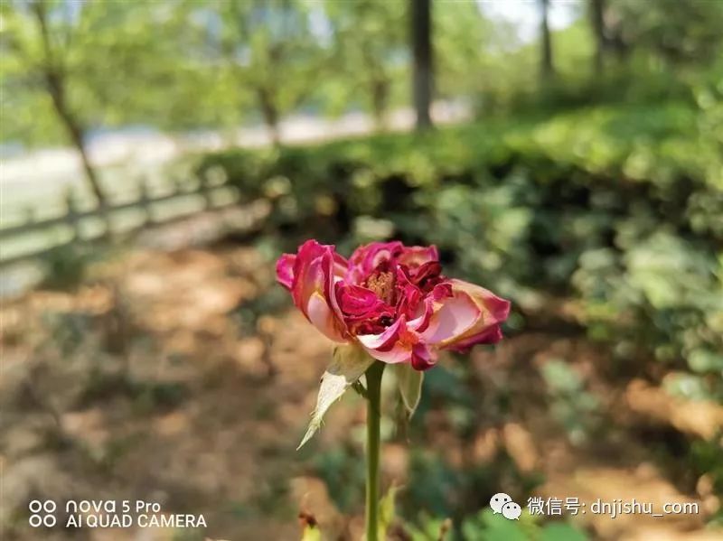 nova拍照失真如何处理_nova系列新功能如何改变拍摄体验？_nova拍照功能